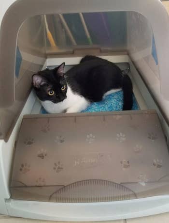 tuxie cat inside the gray litter box