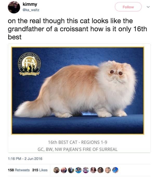 99 Of The Most Important Cat Tweets Of All Time