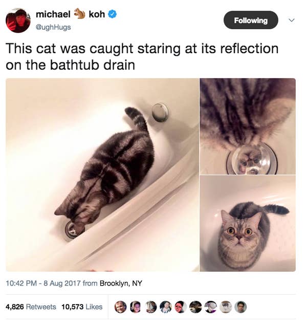 99 Of The Most Important Cat Tweets Of All Time