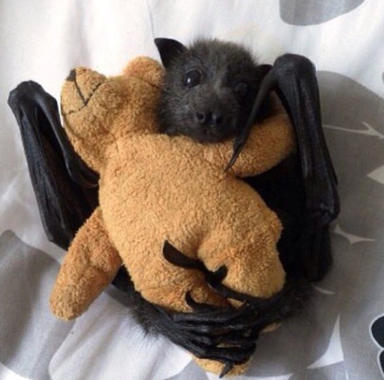 17 Reasons Why Bats Are Actually The Cutest Animals Of All Time