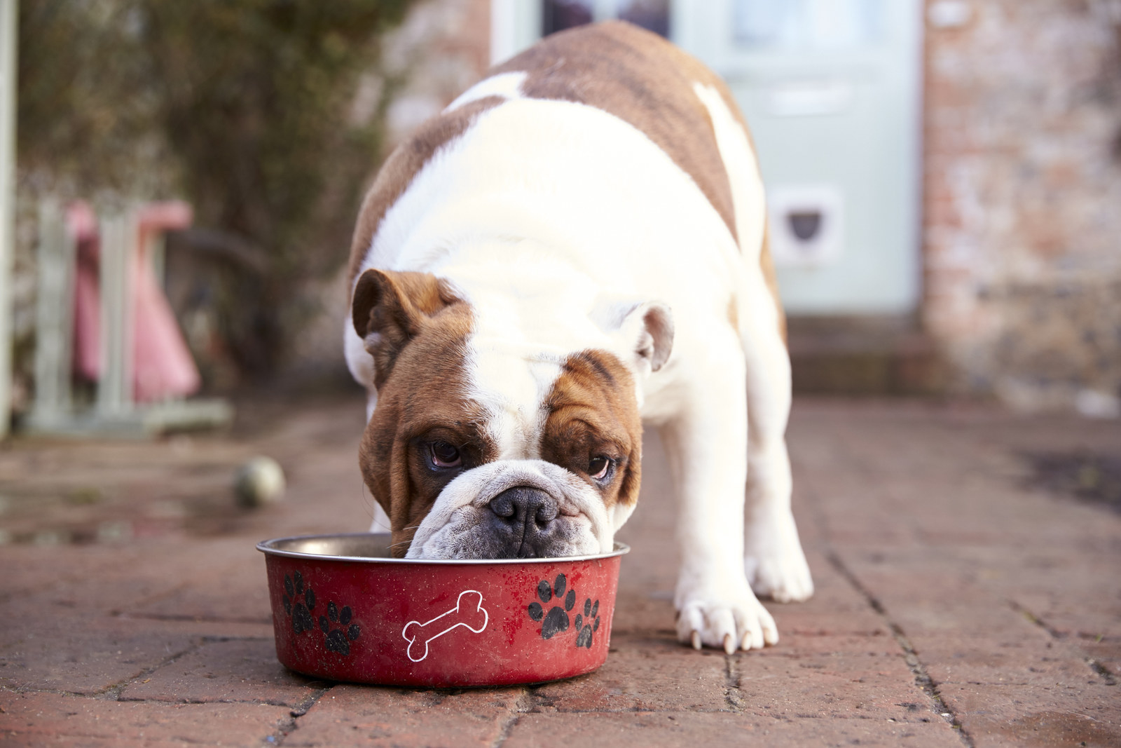 Grain free dog food risk online