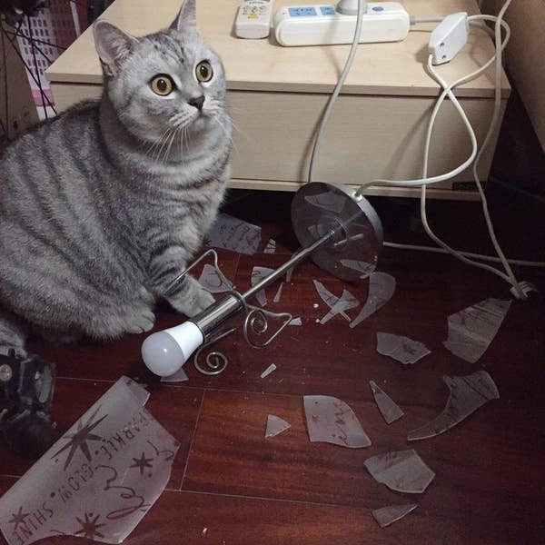Cats Are Huge Jerks And These 22 Pictures Prove It