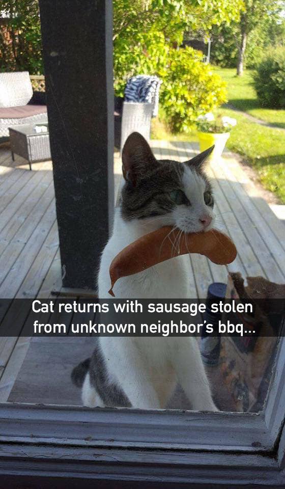 Cats Are Huge Jerks And These 22 Pictures Prove It