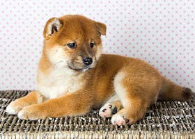 The Ultimate Baby Animal Cuteness Showdown The Ultimate Baby Animal Cuteness Showdown