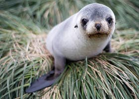 El Duelo Definitivo Que Animalitos Son Los Mas Cuquis