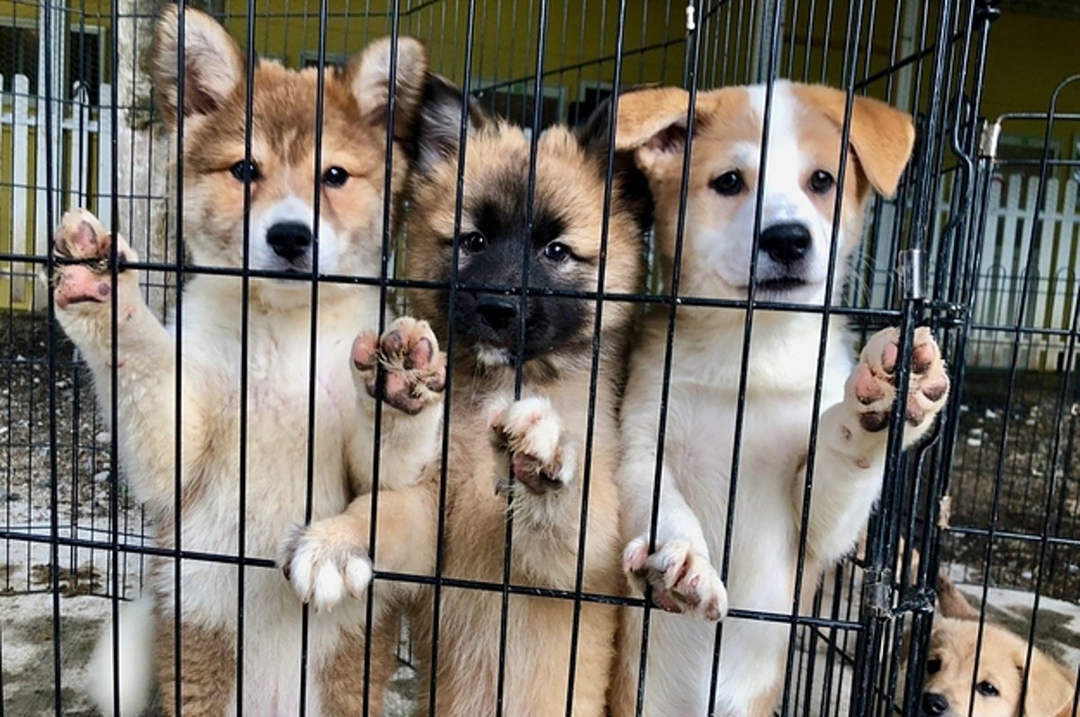 犬の殺処分ゼロ目指す日本最大npoに捜査が入った理由 Pwj全頭引き受けの現場 犬の殺処分ゼロ目指す日本最大npoに捜査が入った理由 Pwj全頭引き受けの現場