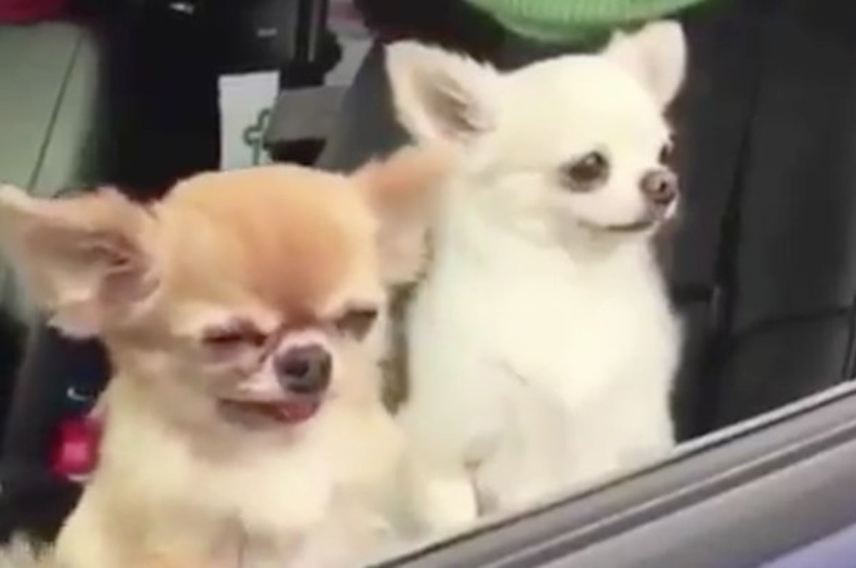 21 Animal Videos That Will Get You Through This Day
