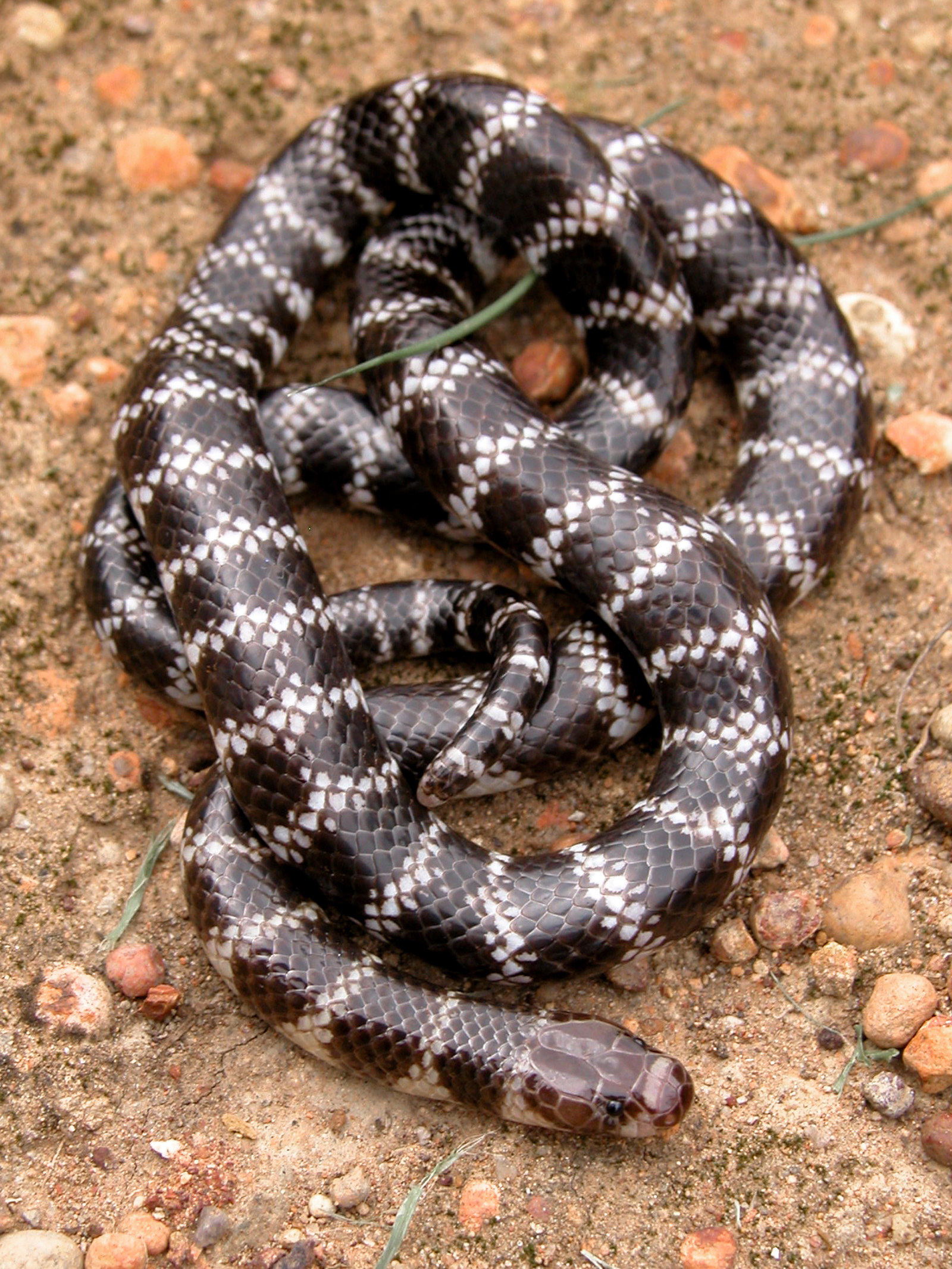 Speedy new species of snake uncovered in Australia, Newsroom