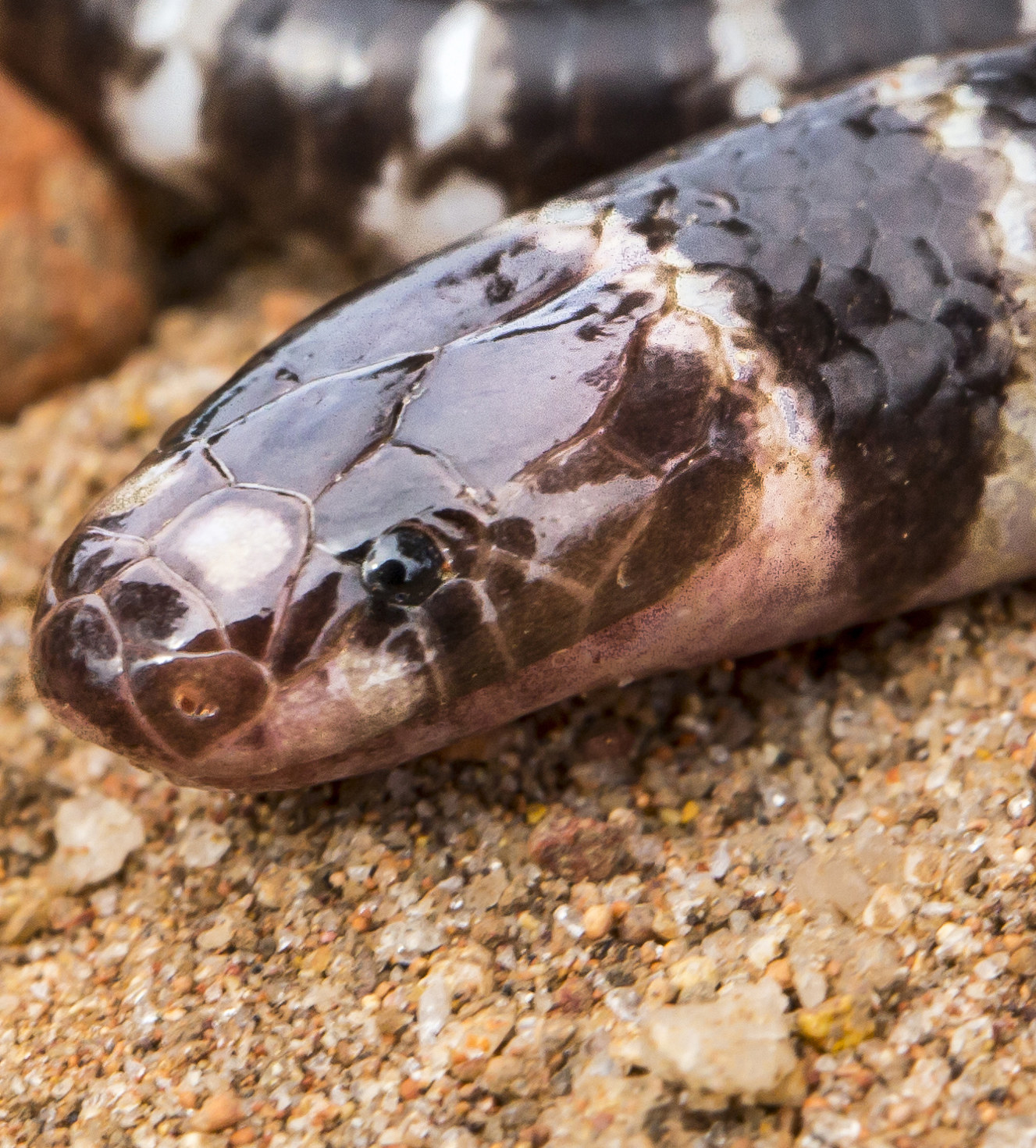 Scientists make 'rare' new identification of snake family