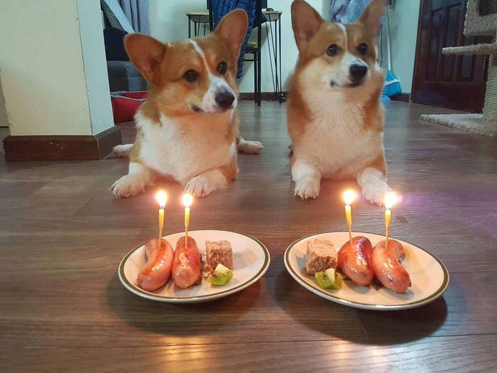 22 Vics Very Important Corgis Who Want To Say Hi 