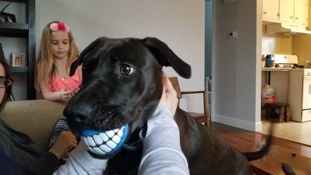 Witzig Gemalte Hunde Etsy