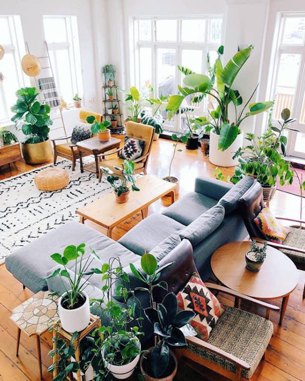 15 Houseplants That Can Remove Toxins In Your Home