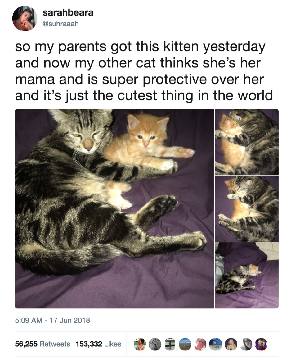 22 Of The Greatest Cats To Have Graced The Internet So Far In 2018