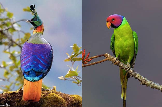 35 Of The World S Rarest Animals