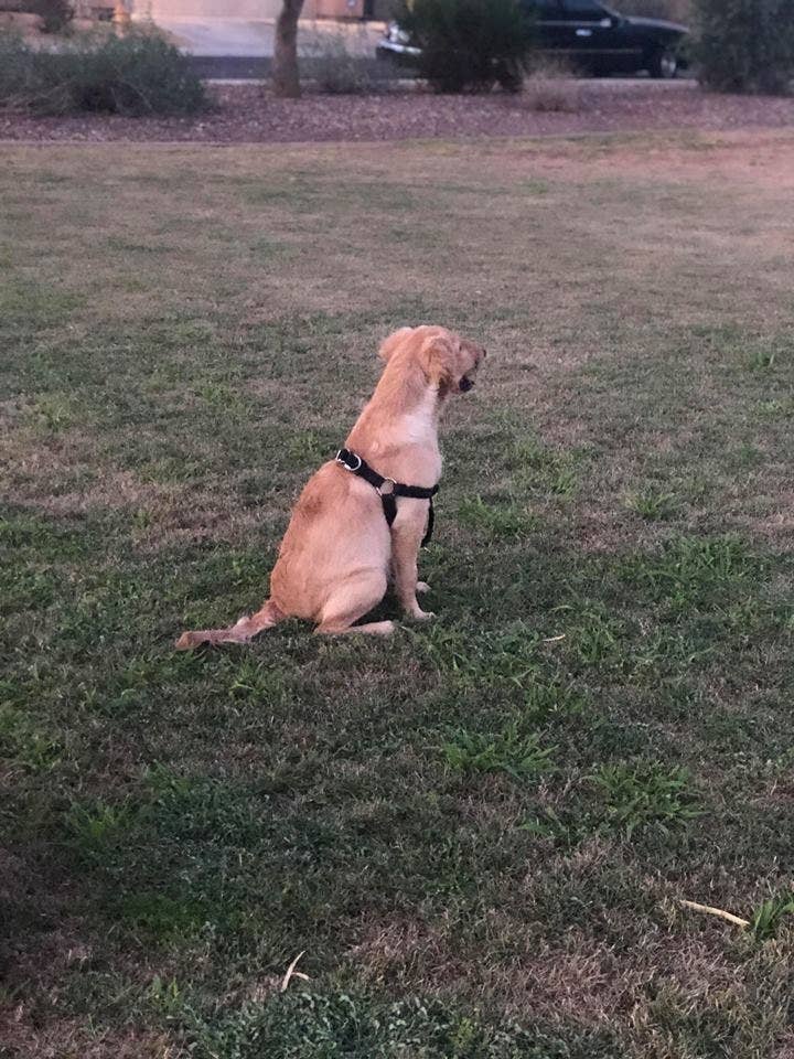 飼い主を守るため蛇に噛まれた子犬に賞賛の声が集まる