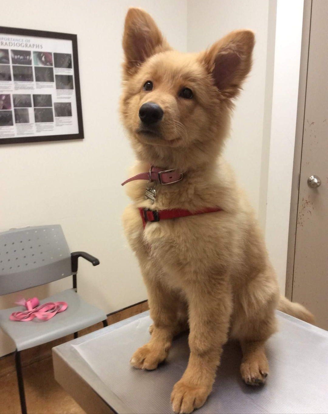17 Mixed-Breed Dogs Who Are The Cutest Things Alive