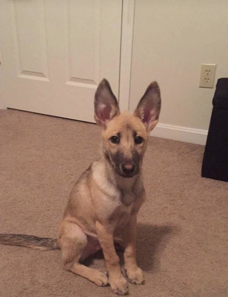 coyote german shepherd mix