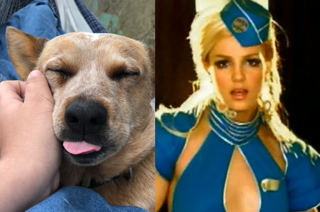 Watch an Actual Dog Sing Britney Spears' 'Toxic' In Key (VIDEO)