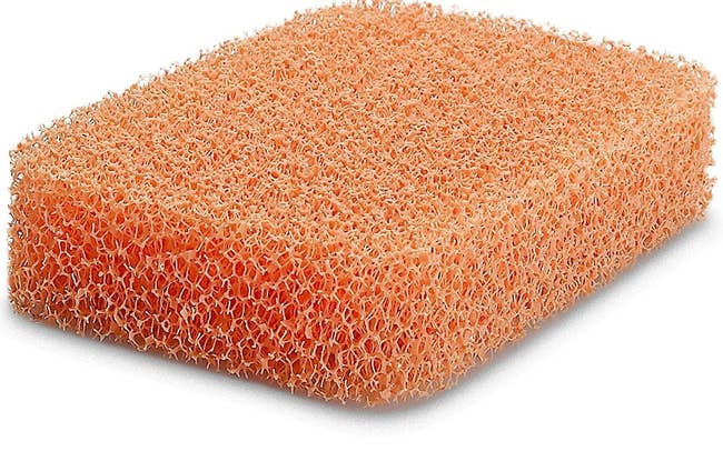 close up of sponge