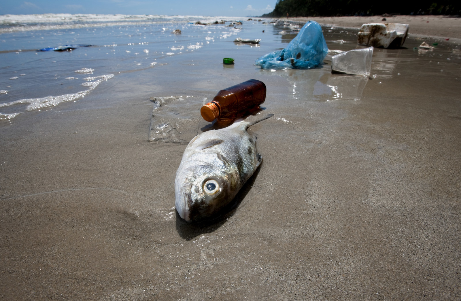 Последствия загрязнения океана пластиком