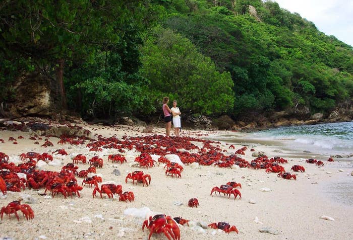 The Christmas Island Crabs Are Being Killed By Crazy Ants – Now Parasitic Wasps Are Here To Save ...