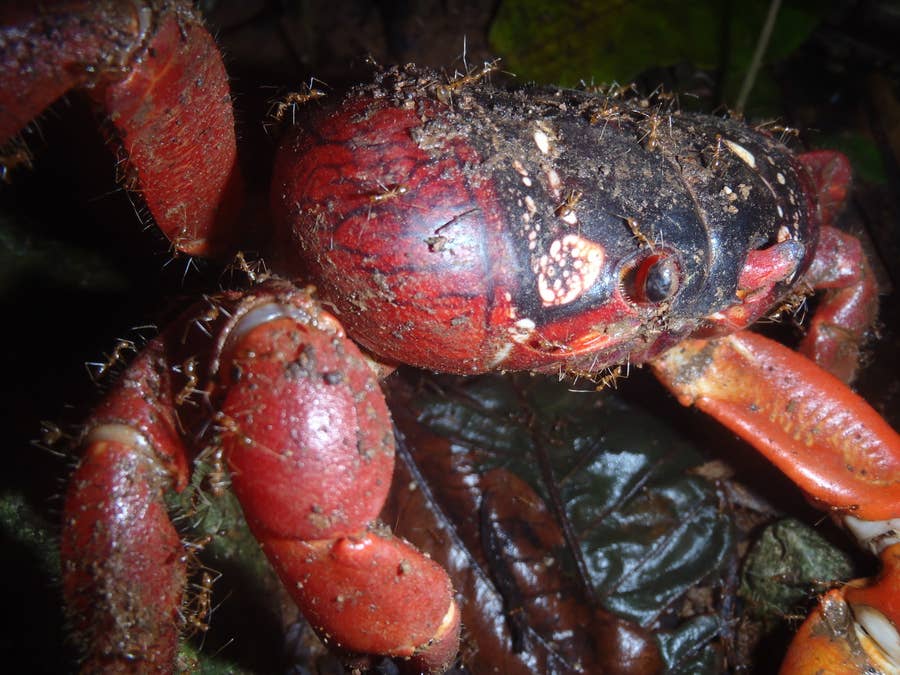 The Christmas Island Crabs Are Being Killed By Crazy Ants Now Parasitic Wasps Are Here To Save Them