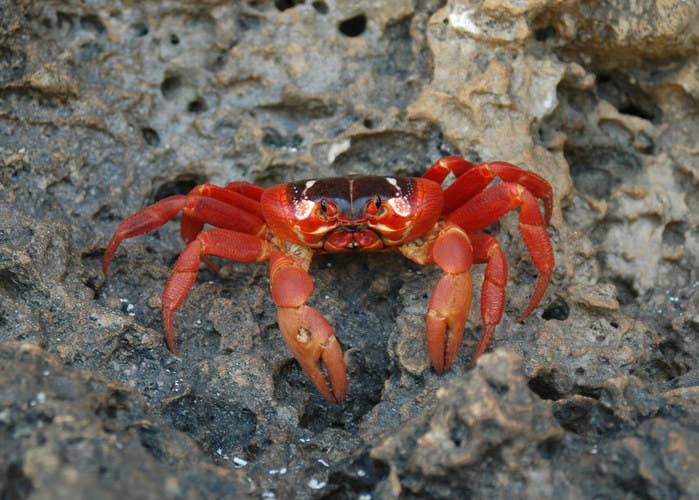 The Christmas Island Crabs Are Being Killed By Crazy Ants Now Parasitic Wasps Are Here To Save Them