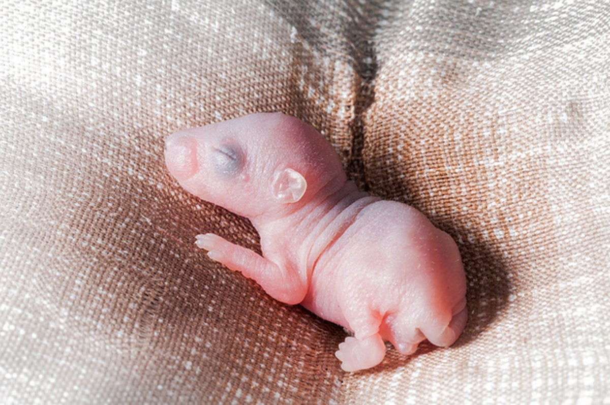 Rate These Baby Animals And We'll Tell You Whether You're Cold-Hearted Or  Not