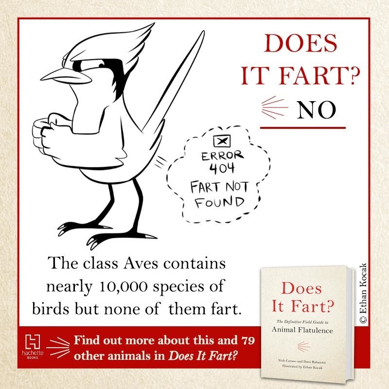 a sample page that shows that birds don&#x27;t fart