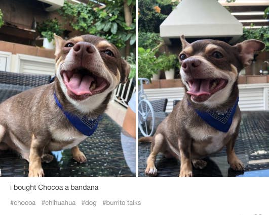17 Reasons Chihuahuas Are The Worst Dog Breed Ever
