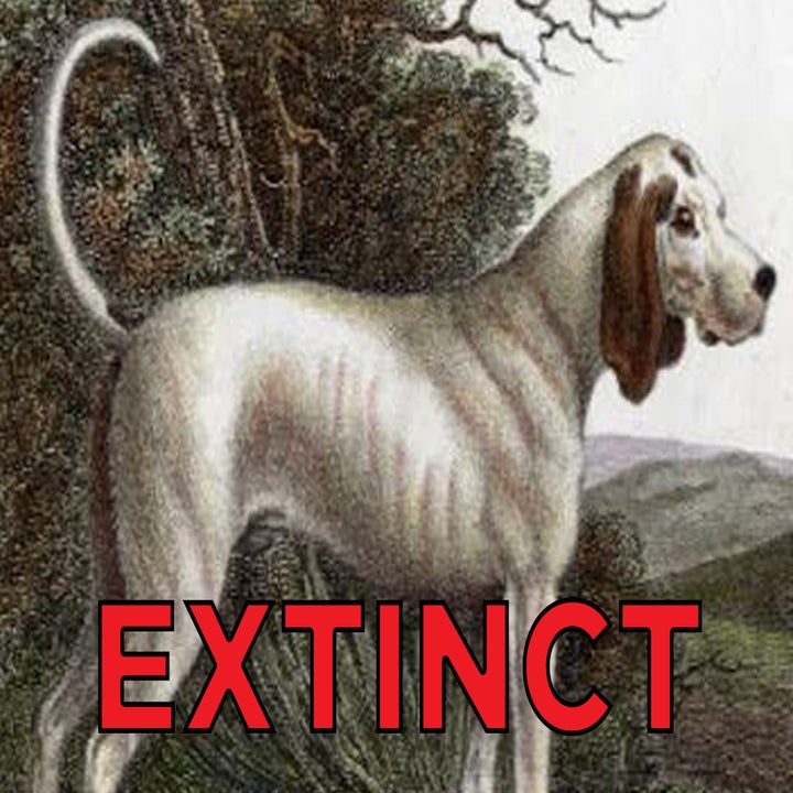 These Extinct Dog Breeds Were The Goodest Boyes Of Yesteryear