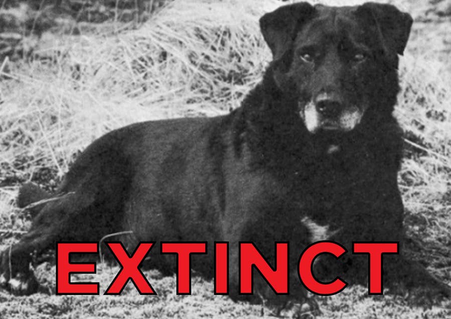 These Extinct Dog Breeds Were The Goodest Boyes Of Yesteryear These Extinct Dog Breeds Were The Goodest Boyes Of Yesteryear