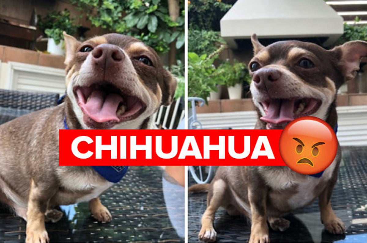 are chihuahuas bad for dogs