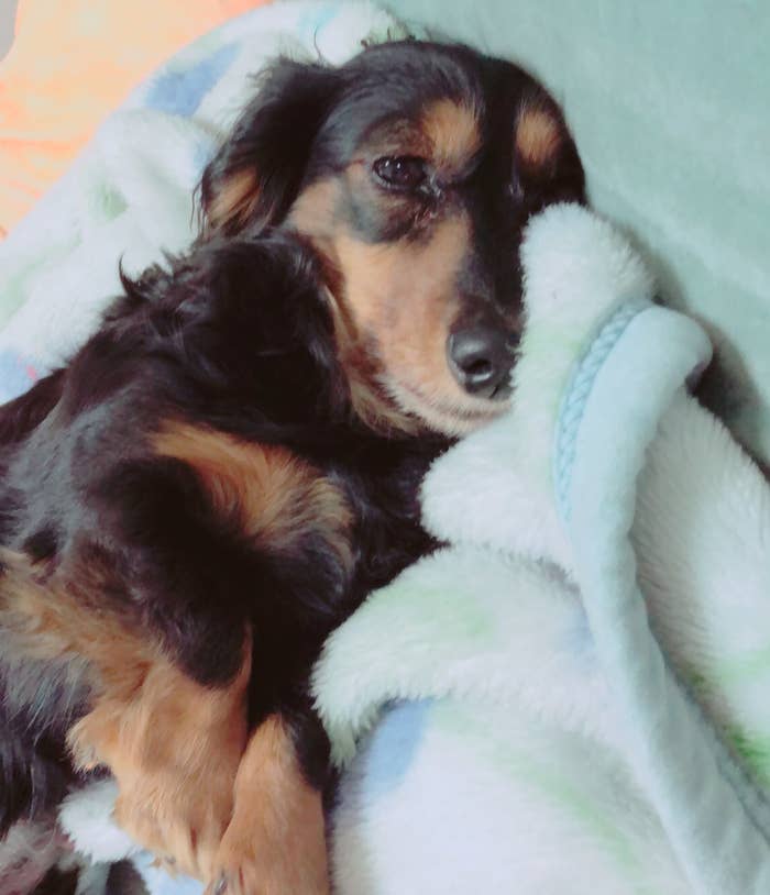 ペットが熱中症になった 命を救ってくれたのはこの小さな家電だった ペットが熱中症になった 命を救ってくれたのはこの小さな家電だった