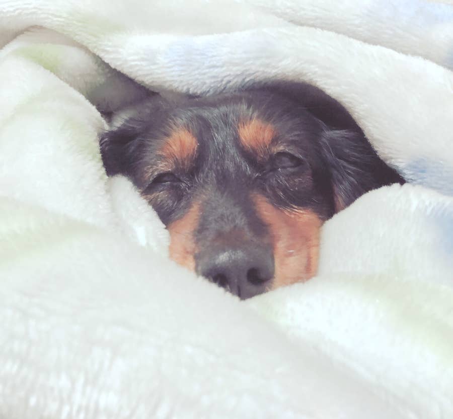 ペットが熱中症になった 命を救ってくれたのはこの小さな家電だった ペットが熱中症になった 命を救ってくれたのはこの小さな家電だった