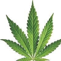 BuzzFeed profile picture for @dispensary