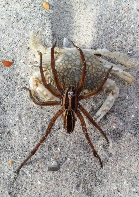 23 Photos That Prove Nowhere Is Safe From Spiders