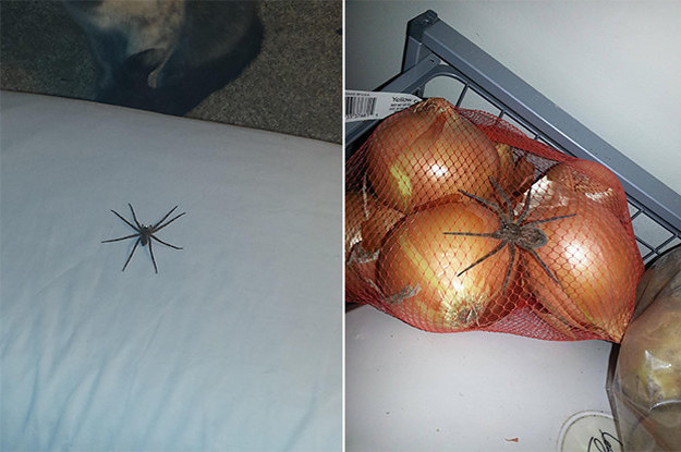 23 Photos That Prove Nowhere Is Safe From Spiders
