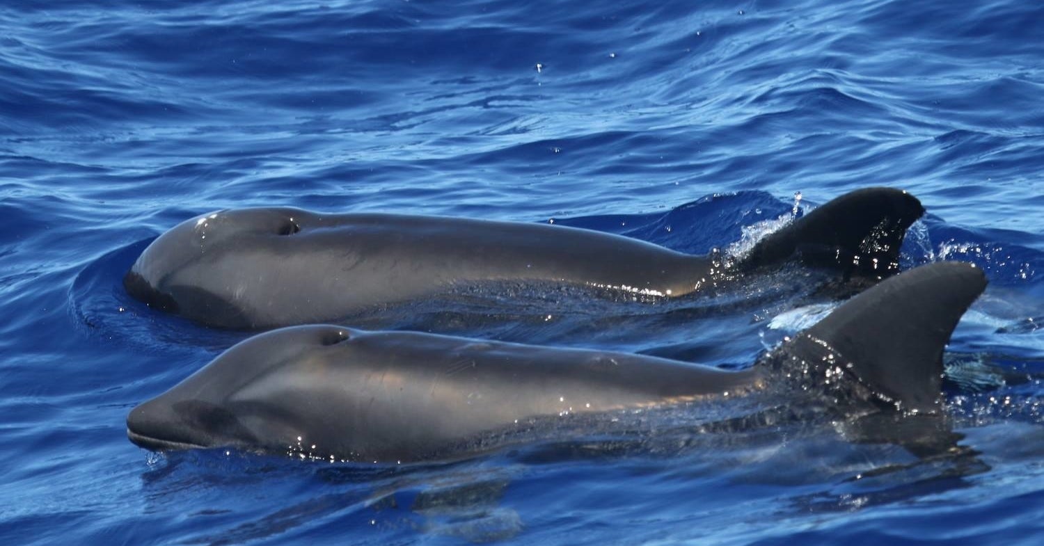 Here's Everything You Need To Know About The So-Called Wholphin ...