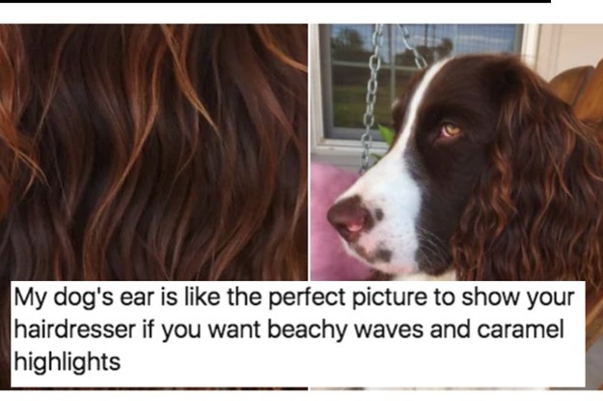 あ 俺の生活は犬以下だなって思う瞬間