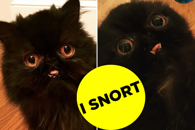 Hi, Have You Heard This Snorting Cat?!