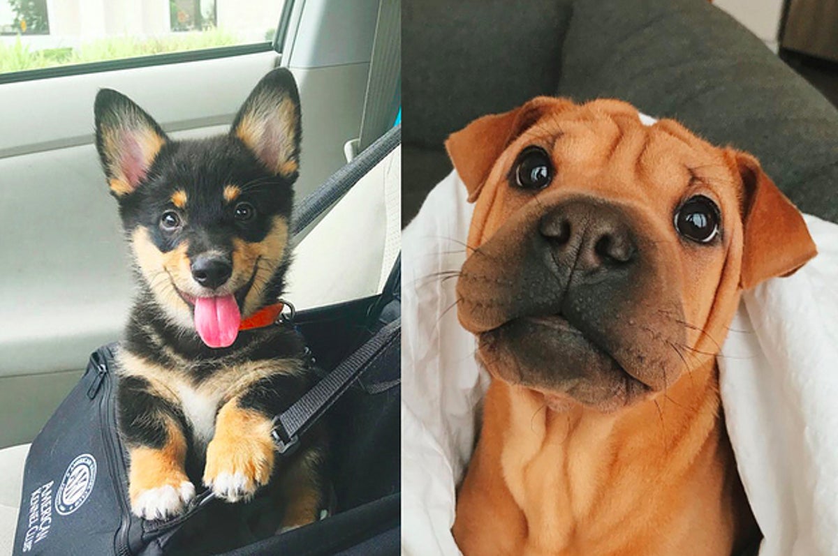17 Mixed-Breed Dogs Who Are The Cutest Things Alive