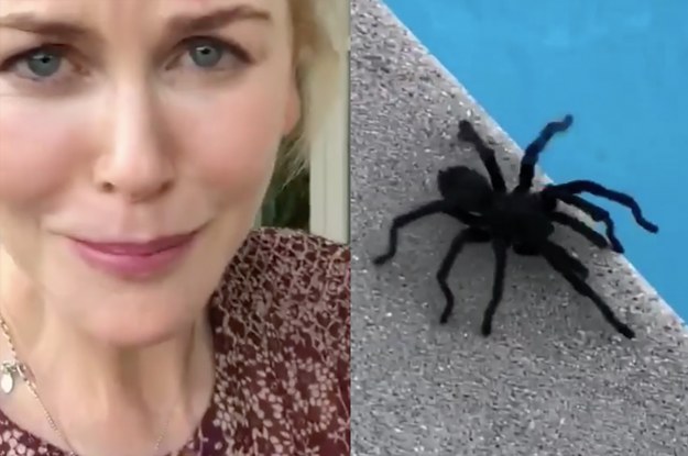 Nicole Kidman Just Caught A Tarantula In Her Pool And The Video Is Extremely WTF