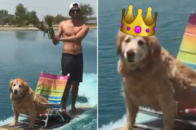This Dog Is Our King And We Are Merely His Subjects