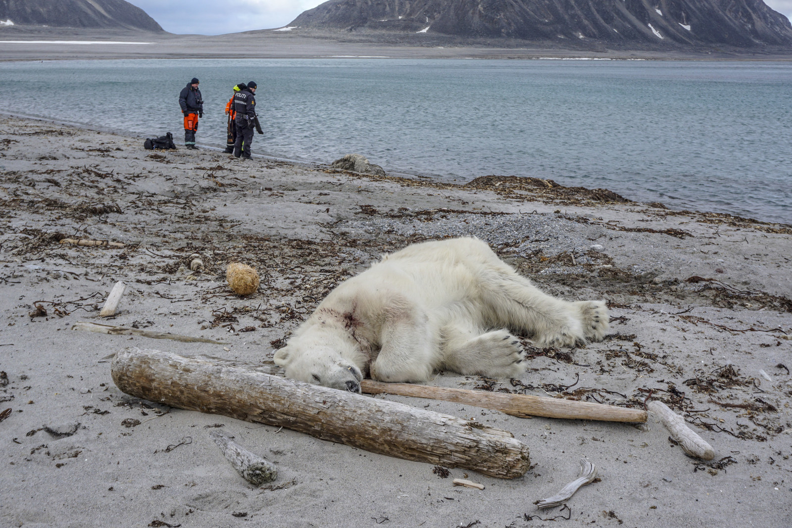 Polar Bear, 10 Year Challenge