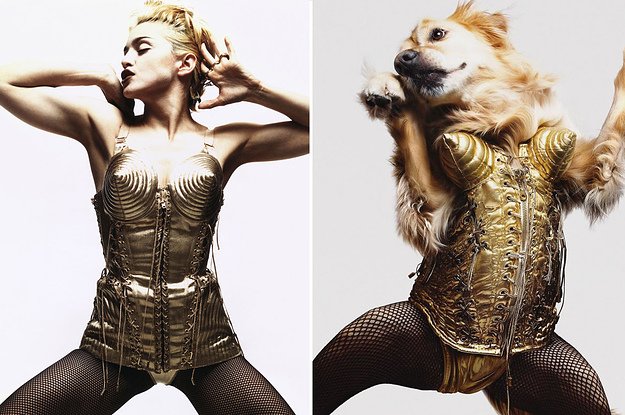 This Photographer Recreated Iconic Madonna Photos With His Dog And I'm SQUAWKING