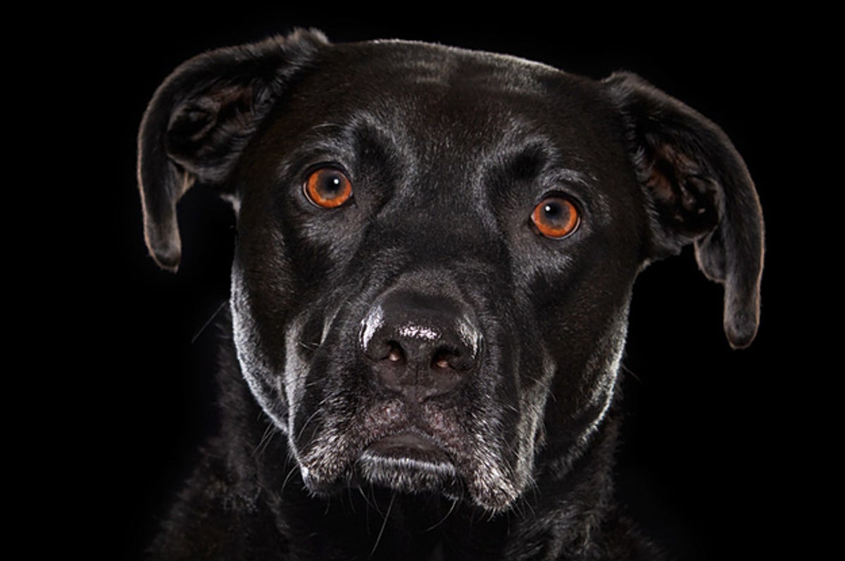 黒い背景 黒い犬 保健所で引き取られにくい黒い犬たち 黒い背景 黒い犬 保健所で引き取られにくい黒い犬たち