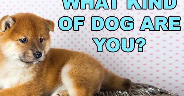 Choose Different Shades And We'll Tell You What Type Of Dog You Are