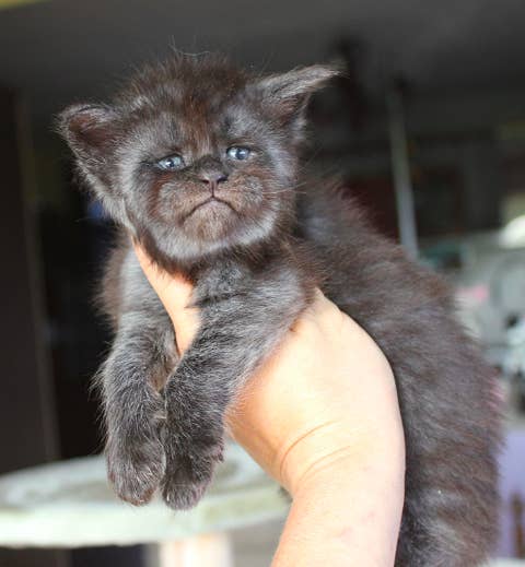 Cat With Human Face Petfinder
