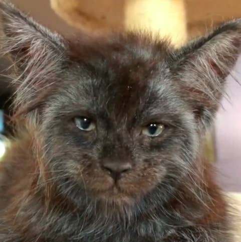 Is It Just Me Or Does This Cat Have A Human Face